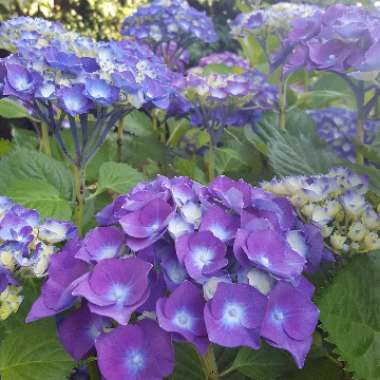 Hydrangea