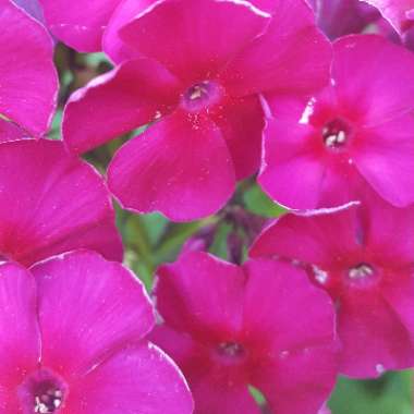 Phlox