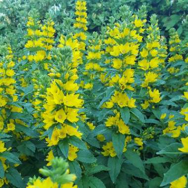 Large Yellow Loosestrife