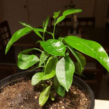 Grapefruit Tree