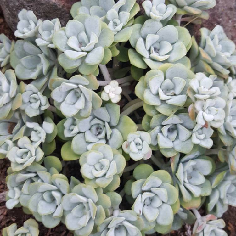 Plant image Orostachys