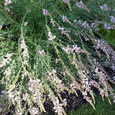 Kayla's garden