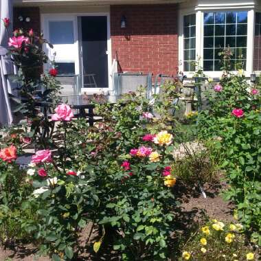 Kayla's garden