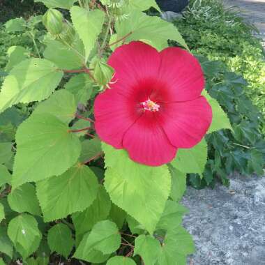 Hibiscus 'Luna Red'