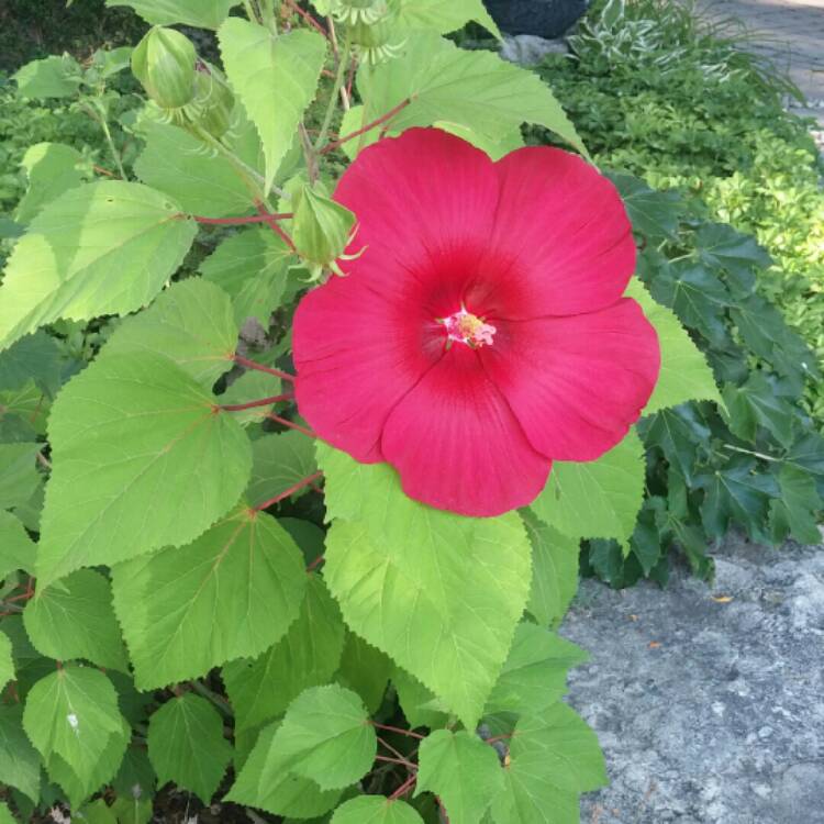 plant image 228861