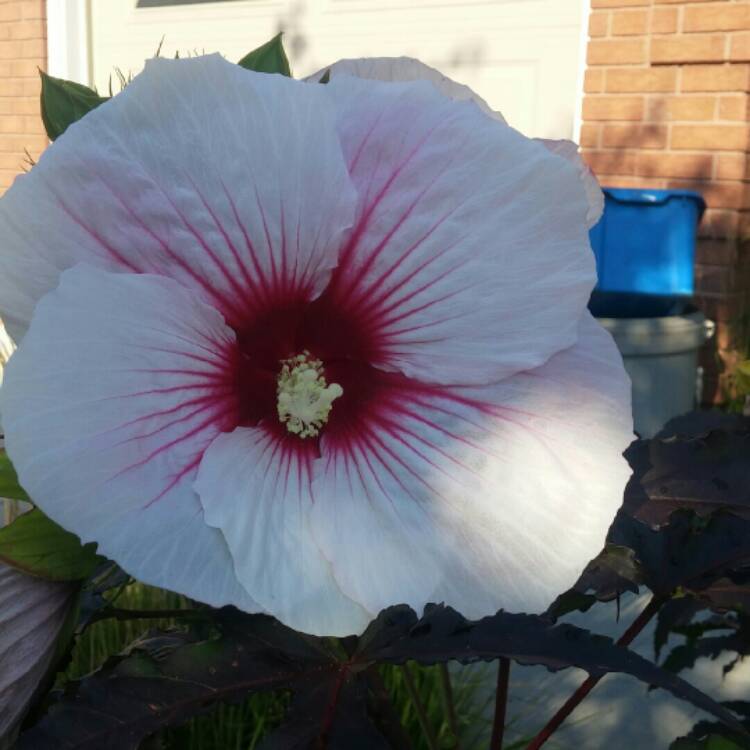 Plant image Hibiscus moscheutos 'Kopper King'