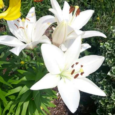 Lily