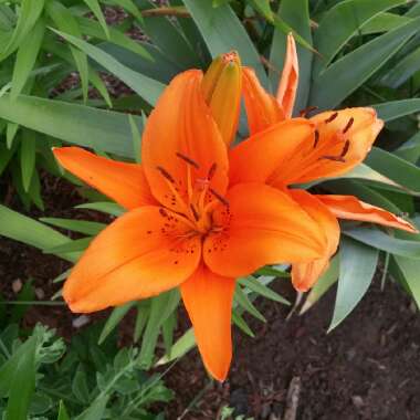 Lily (Species) Double-flowered Tiger Lily