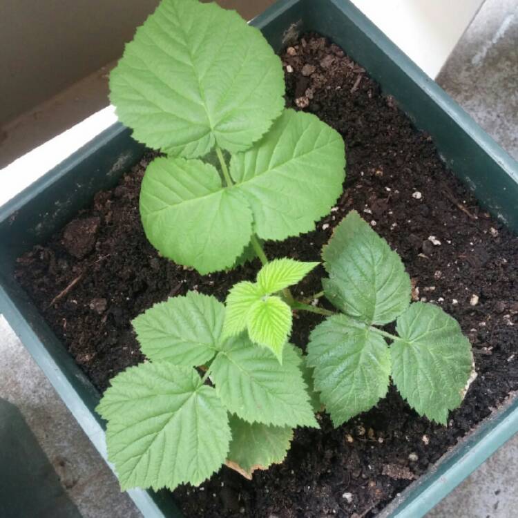 plant image 233510