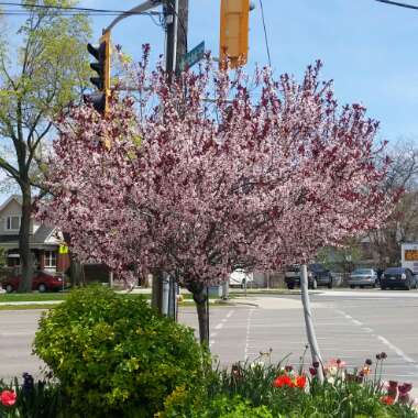 Purple leaf sandcherry
