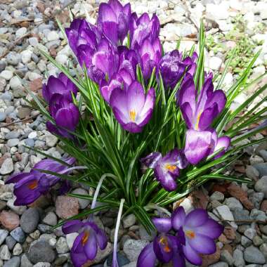 Crocus 'Barr's Purple'