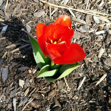 Tulip 'Soroptimist' (Fosteriana)