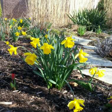 Daffodil