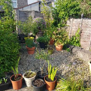 Kayleigh 's garden