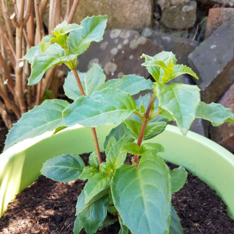 plant image 695730