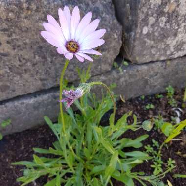 Osteospermum