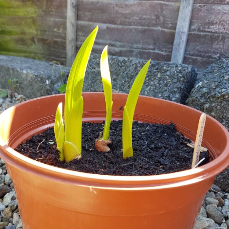 Plant image Gladiolus 'White Friendship'