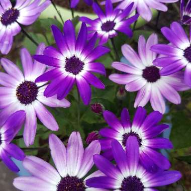 Pericallis x hybrida (Senetti Series)