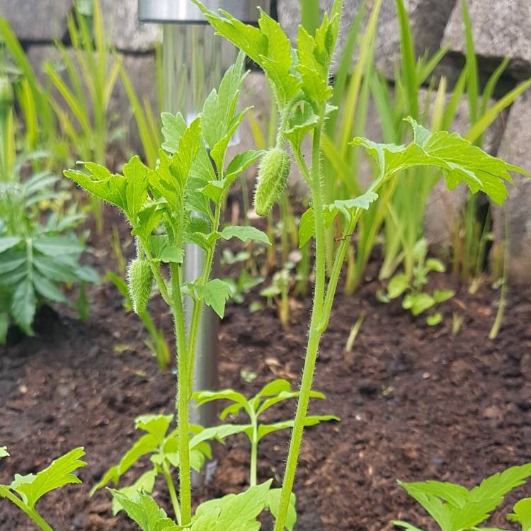 plant image 702985