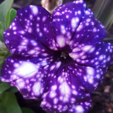 Petunia 'Kleph15313' syn. Petunia 'Night Sky', Petunia 'Headliner Night Sky'