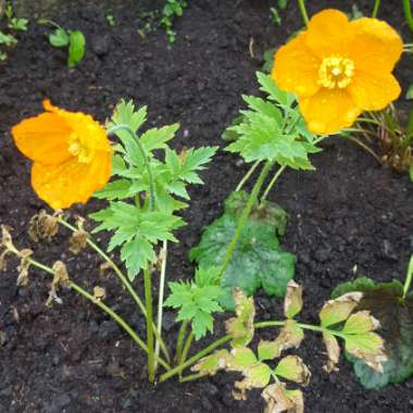 Meconopsis cambrica