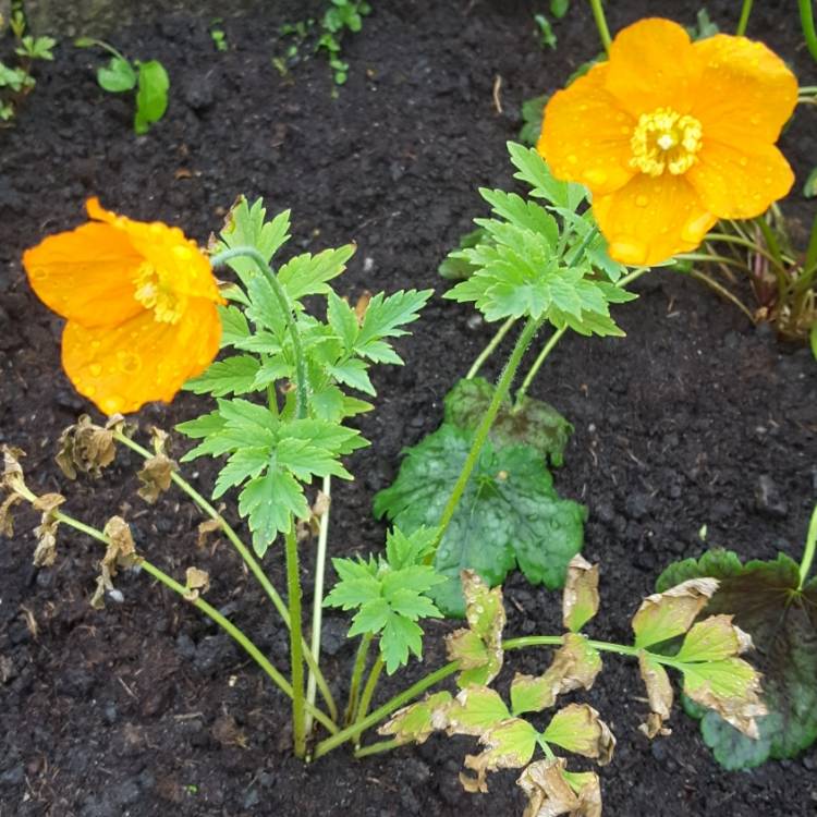 plant image 715496