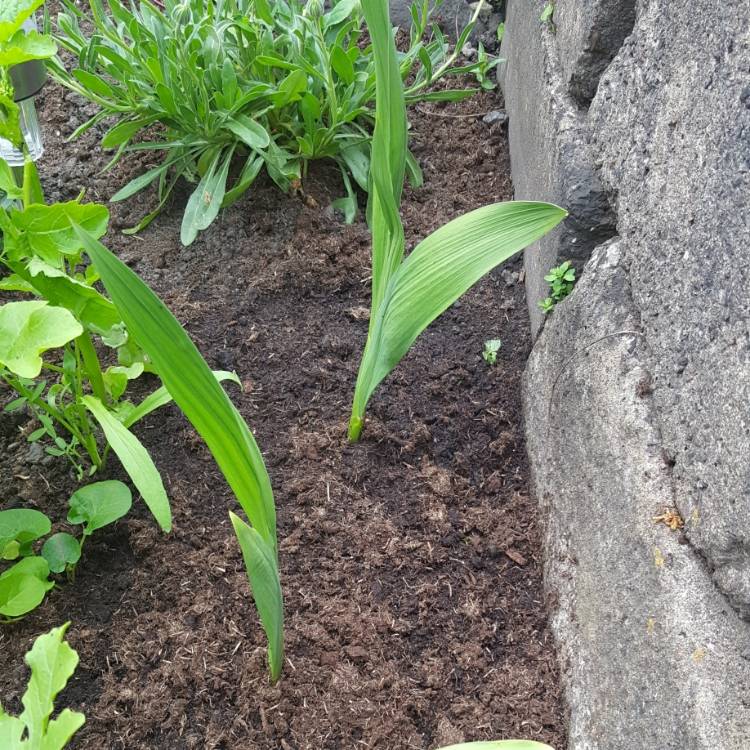 plant image 719644