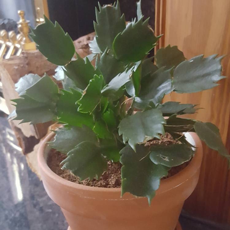Plant image Rhipsalidopsis rosea