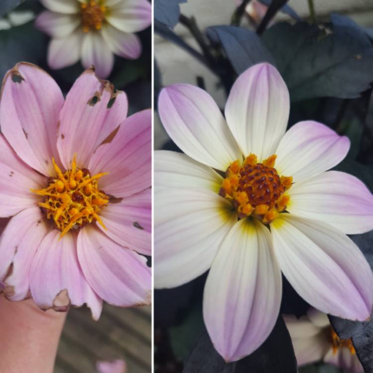 Plant image Dahlia 'Hdpi117' (Happy Days Series) syn. Dahlia 'Happy Days Pink'