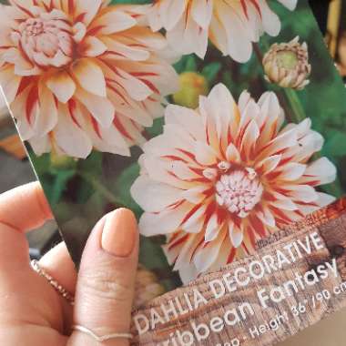 Dahlia 'Caribbean Fantasy'