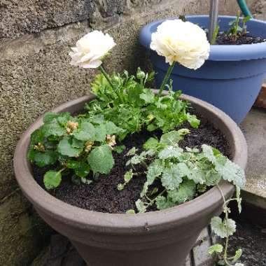 Kayleigh 's garden