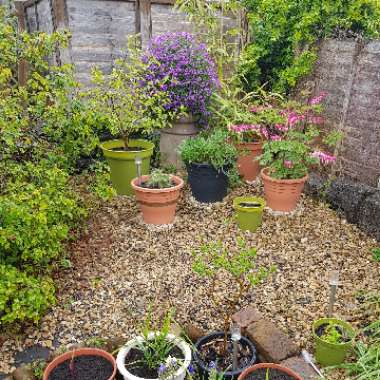Kayleigh 's garden
