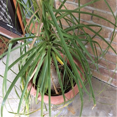 Beaucarnea recurvata