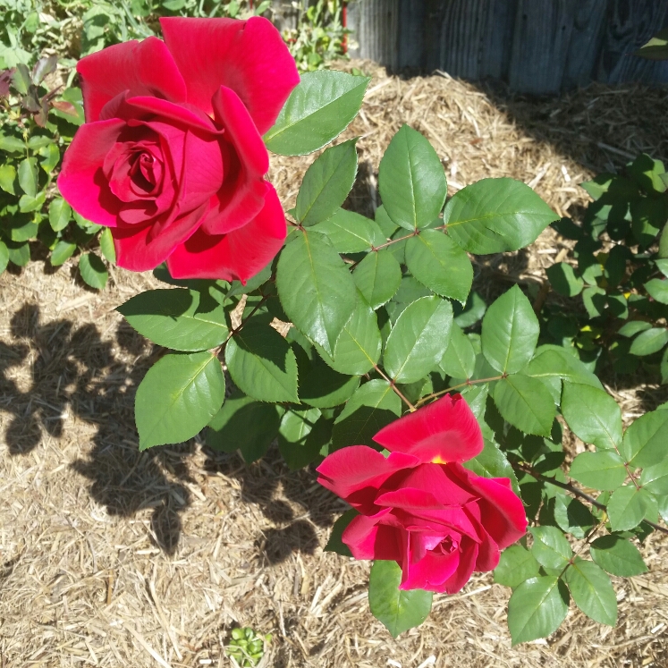 Plant image Rosa 'Mister Lincoln'
