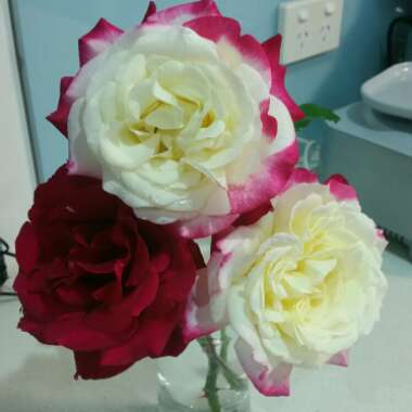 Rosa 'Mister Lincoln'