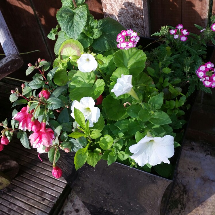 Karen's garden