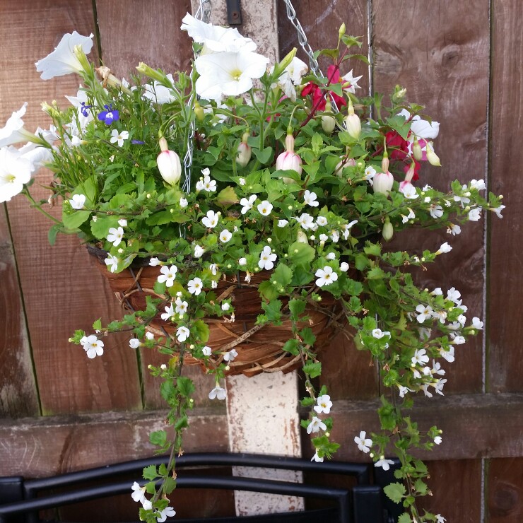 Karen's garden
