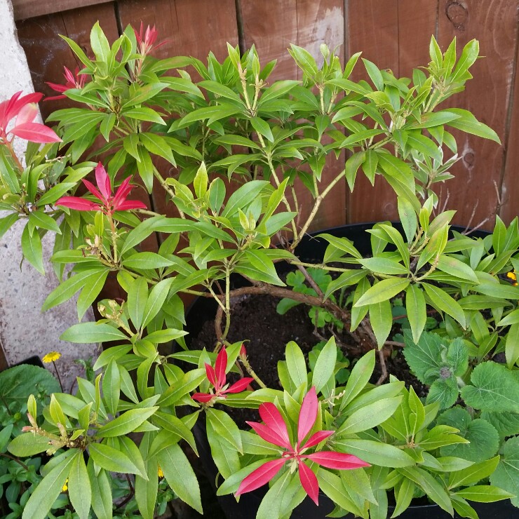 Karen's garden