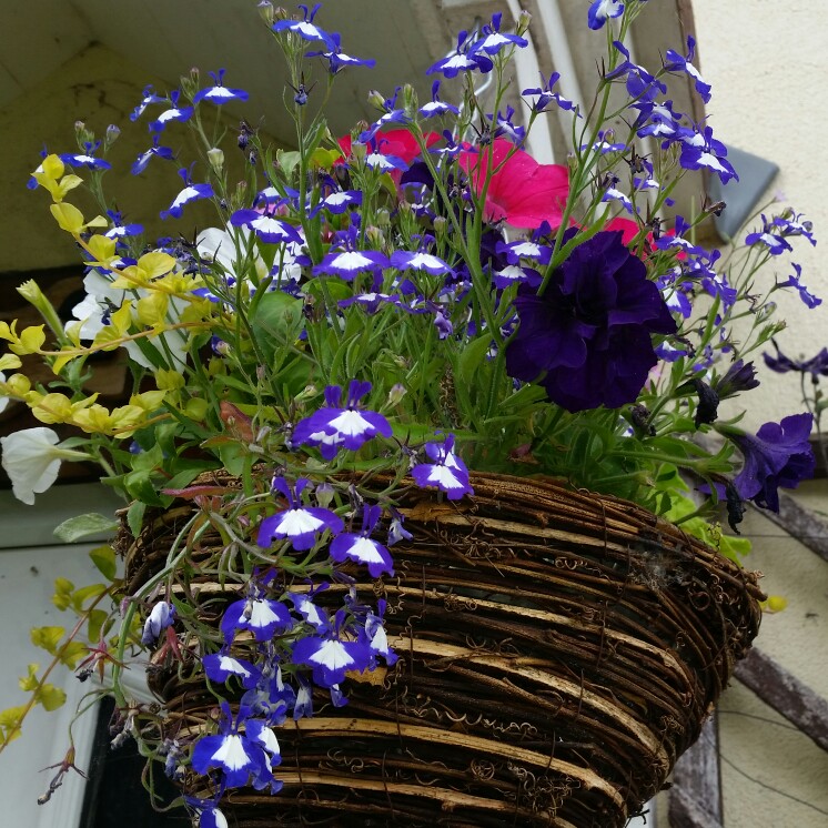 Karen's garden