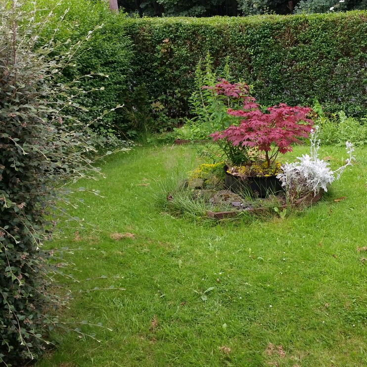 Karen's garden