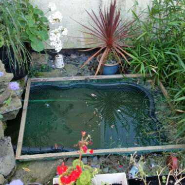 Karen's garden