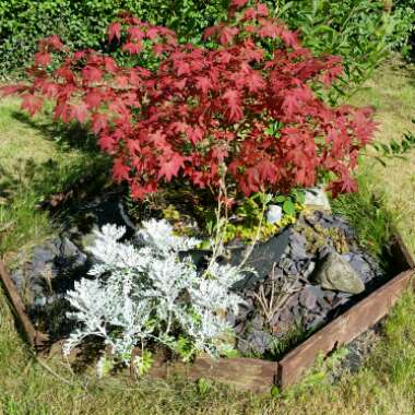 Karen's garden