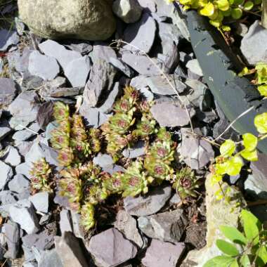 Karen's garden