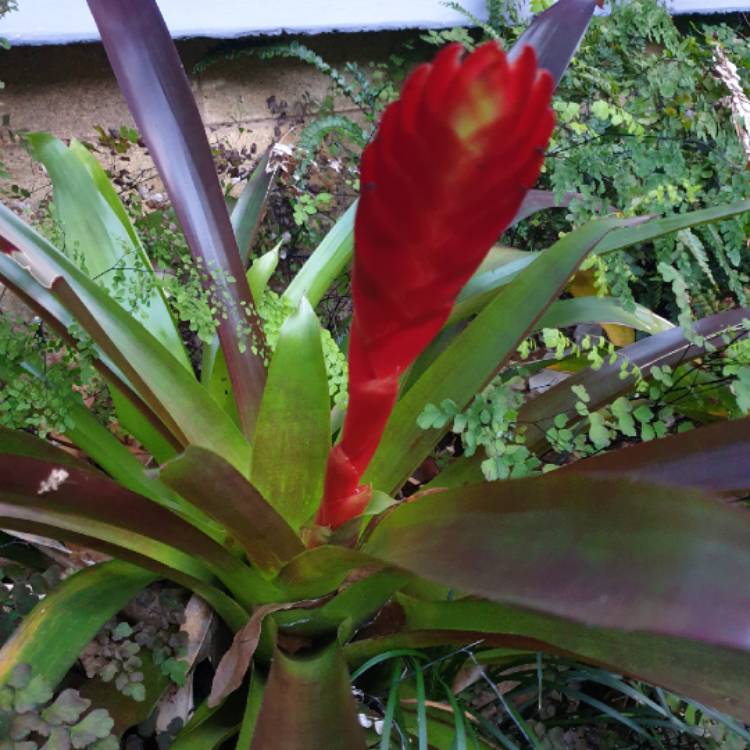 Plant image Neoregelia 'Red Waif'