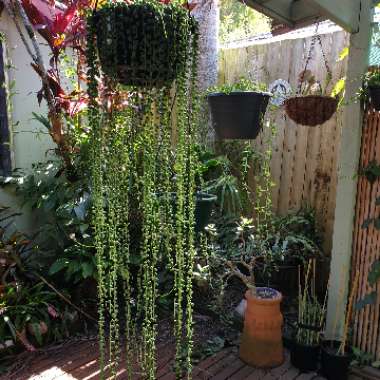 Senecio rowleyanus