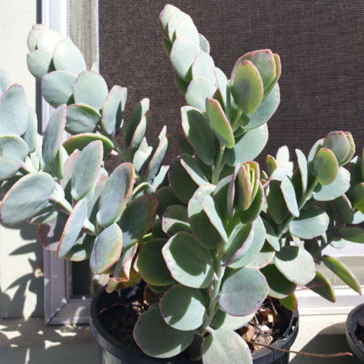 Plant image Kalanchoe marnieriana