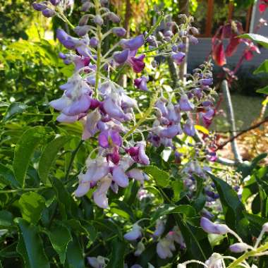 Native Wisteria