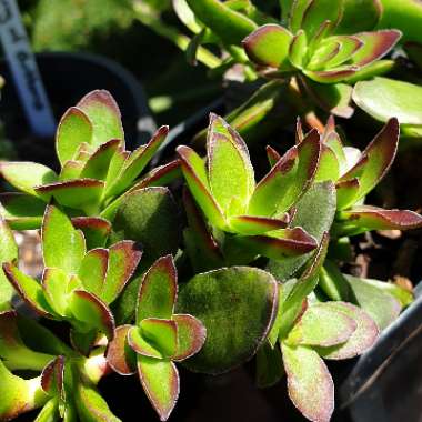 Crassula 'Harbour Lights'