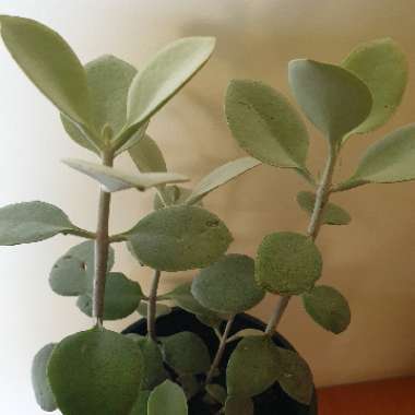 Kalanchoe 'Bracteata'
