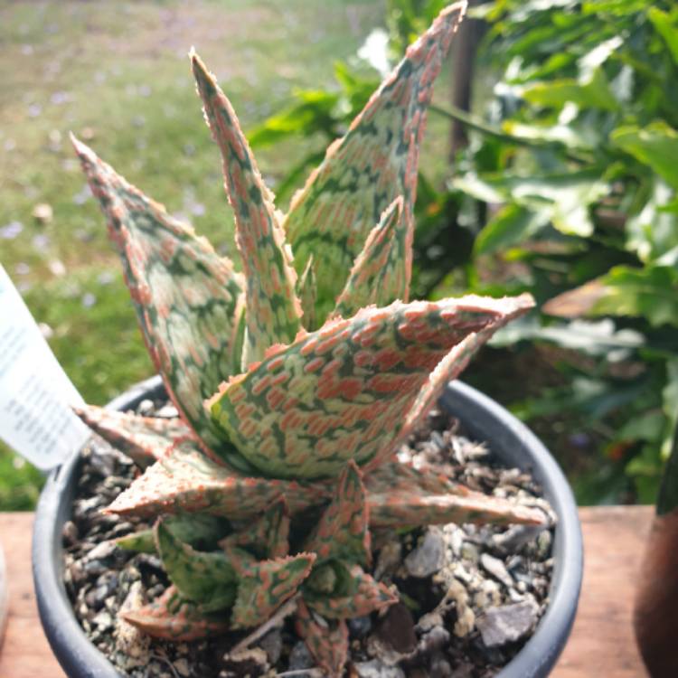 plant image 1187631